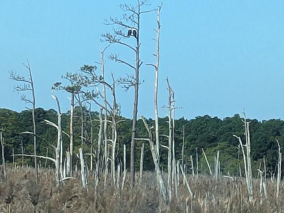 2nd image of 0 Goose Creek Rd