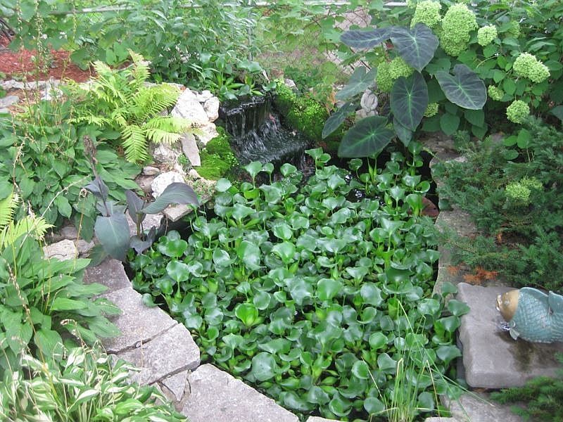 pond