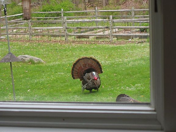 Turkeys from Kitchen window- early Spring