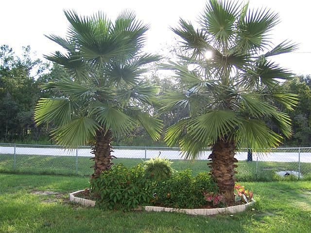Front - Palms