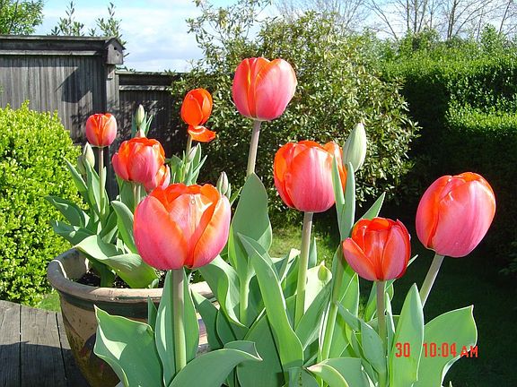 Tulips in Bloom
