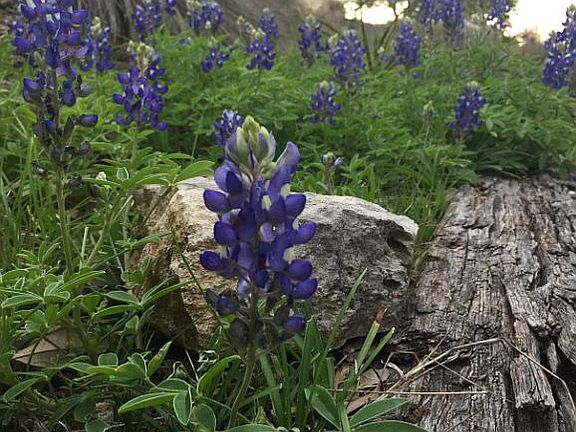 Spring bluebonnets