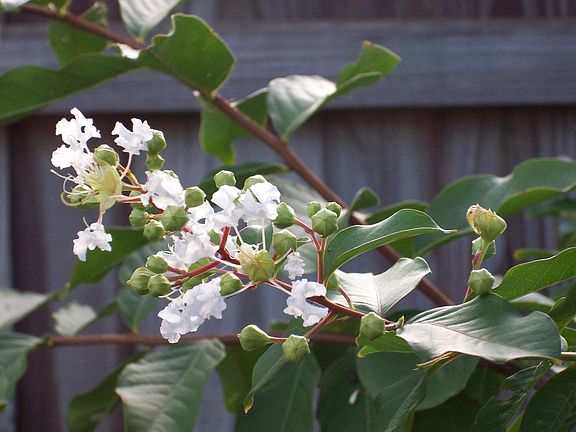 Crape Myrtle in bloom 08
