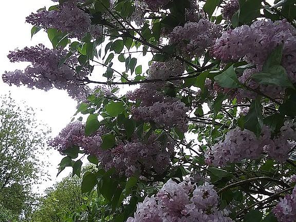 Lilacs greet you next Spring
