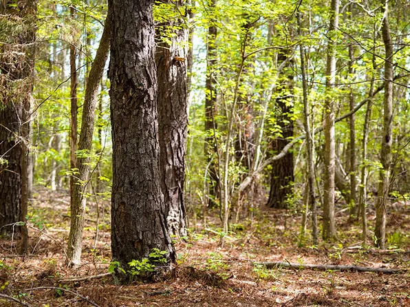 Payneville, Livingston, AL 35470