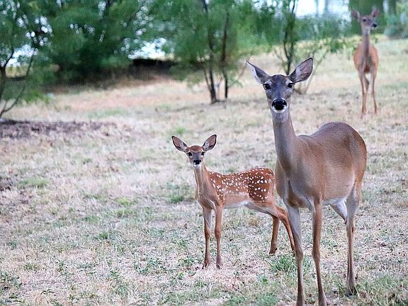 Friendly neighbors