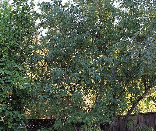 plum and lemon trees