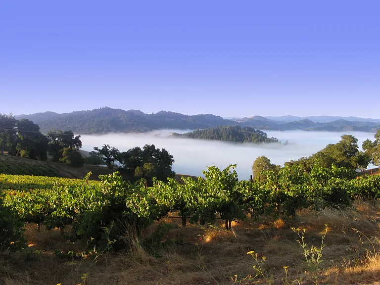 View from west corral & vineyard.