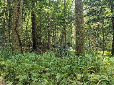 620 Blackberry Ln, Clarkesville, GA, 30523