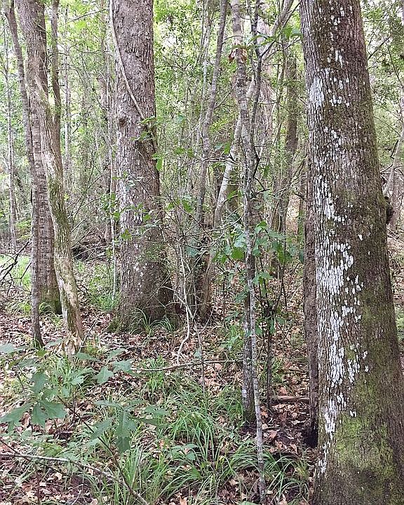 2nd image of 1105 Cordwood Cir