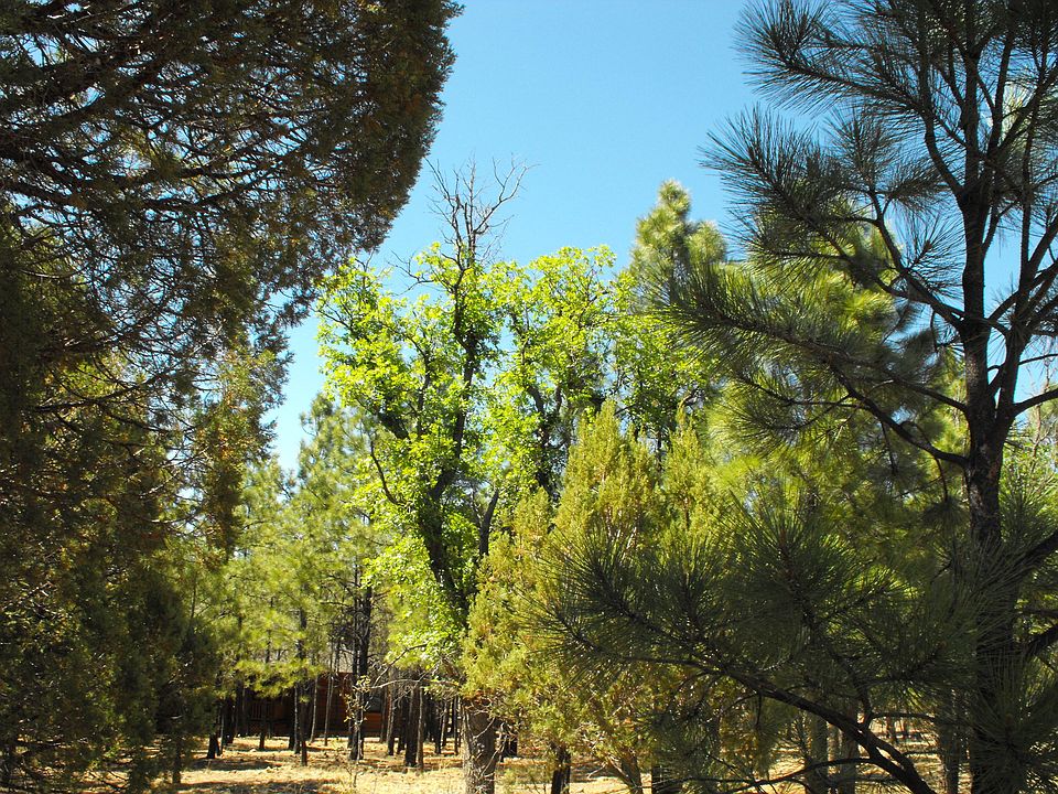 4499 Stargazer Dr, Happy Jack, AZ 86024 Zillow