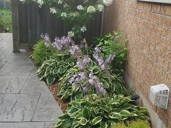 Pathway (new patterned concrete pathway) leading to backyard professionally landscaped with high end solar lights for lighting.