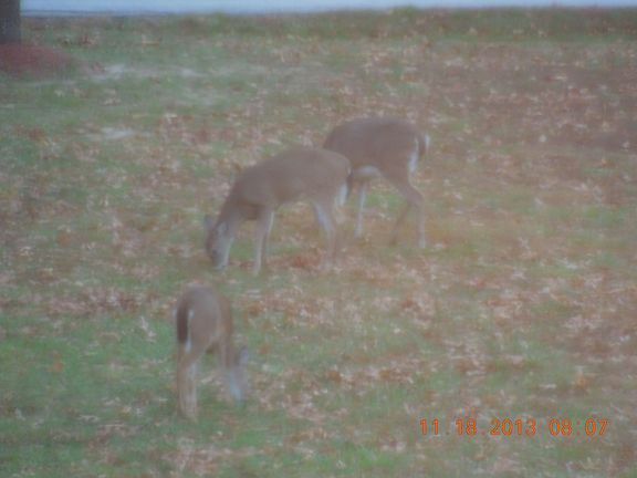 5 acres of wildlife