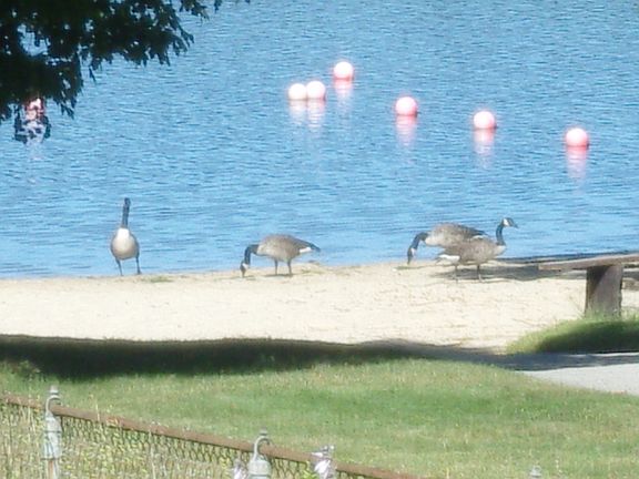 Migrating geese
