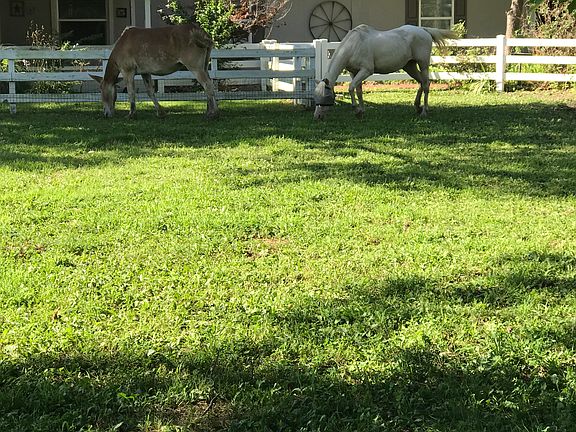 Horses allowed!!!