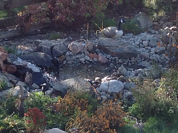 Water feature