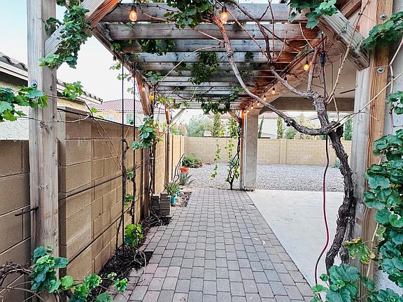Stunning grape vines