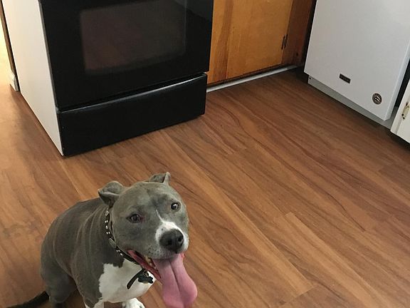 Dog and cat friendly!