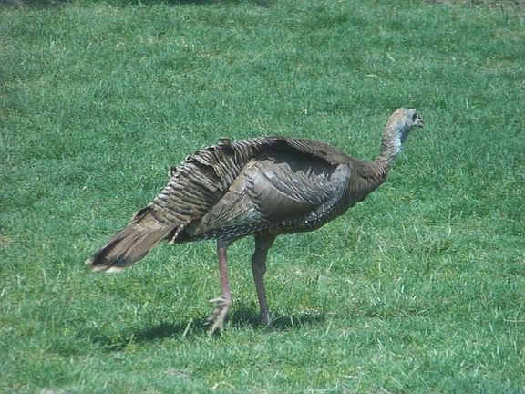 turkey in the back yard - spring 09