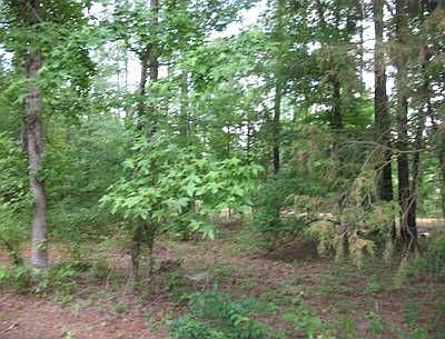 2nd image of 503 Cedar Pines Rd