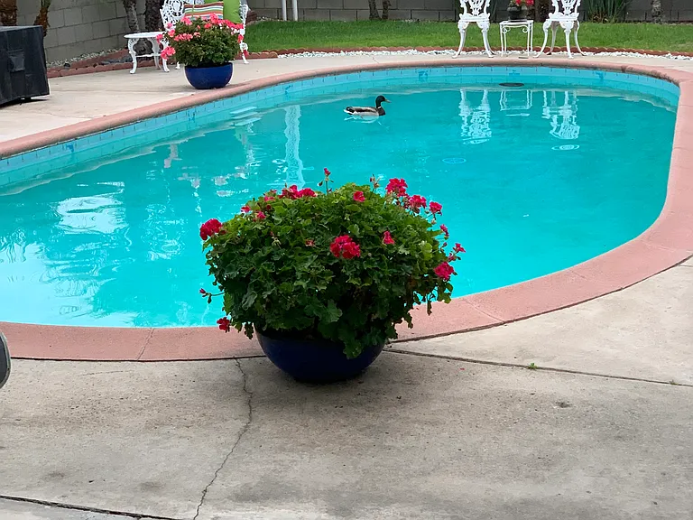 A Mallard duck found the pool refreshing!