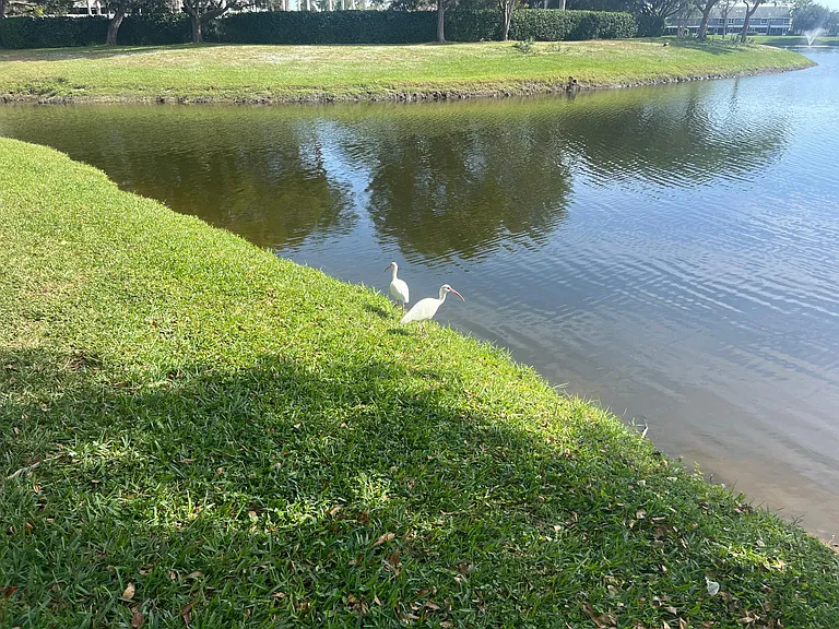 You find all sorts of birds around the lake and in our community fantastic for the kids