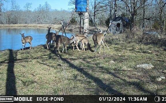 5th image of 200 Golden Dove Rd