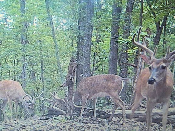 3rd image of 0 Hollis Creek Rd S