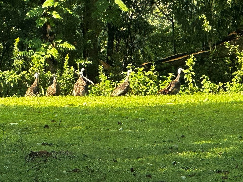 2nd image of 0 Duck Pond Rd
