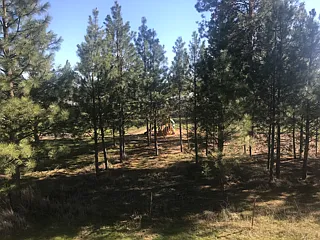 Looking out the kitchen window.