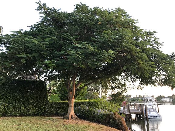 Royal Poinciana on Lot