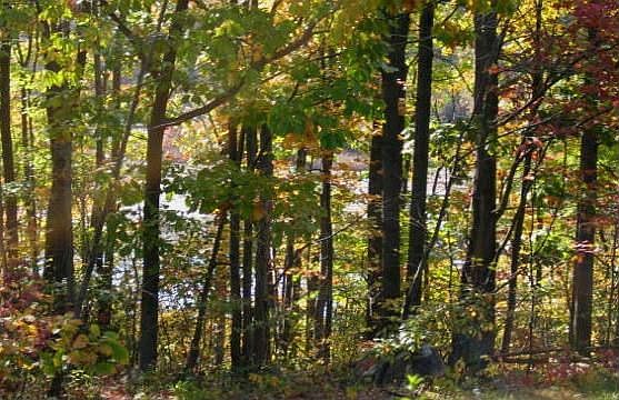 The Lake Thru the Trees