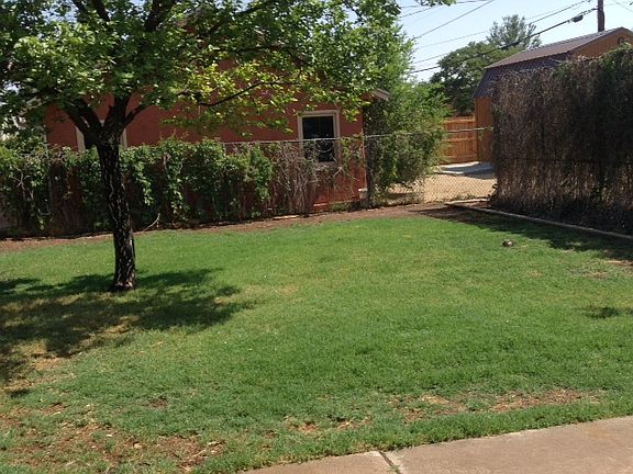 Back yard Apricot tree