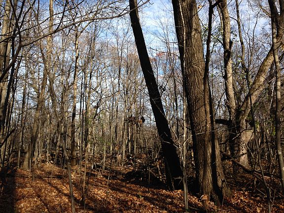 5th image of 195xx Olinda Trail
