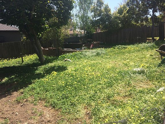 Part of backyard. To the left is a magnolia tree.