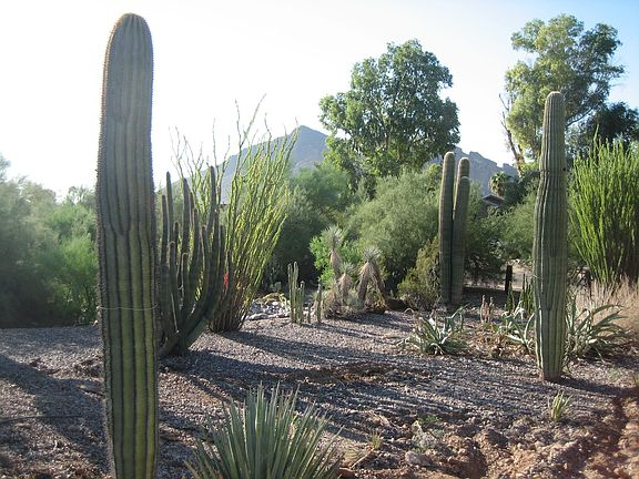Mature Desert Landscaping