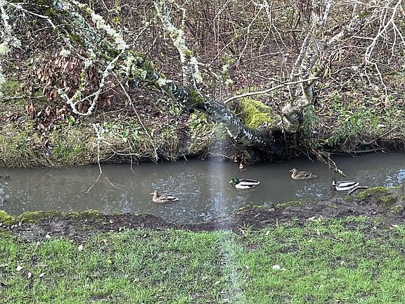 Wildlife in the back yard