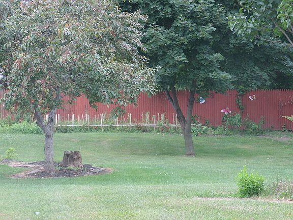 Large back yard