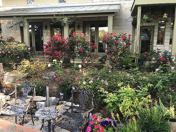Back yard rose garden.