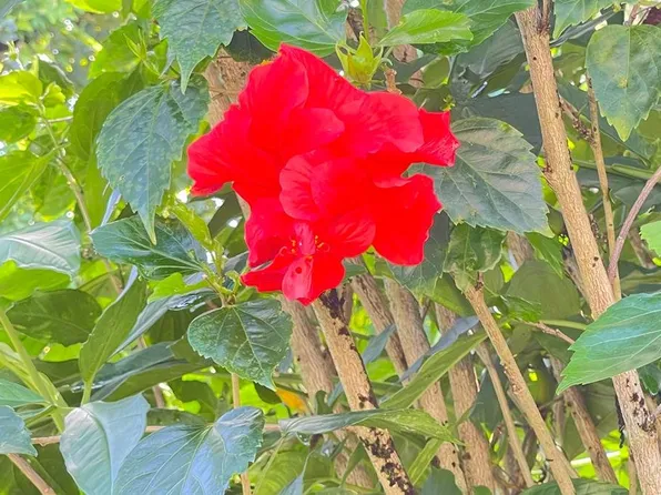 Plumeria Rd Lot 163, Pahoa, HI 96778