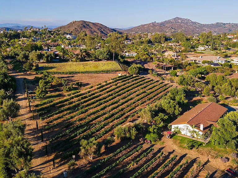 Vines of the Bernardo Winery.
