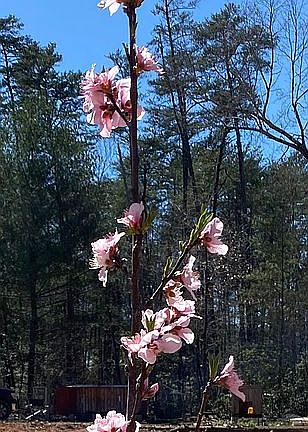 Plum tree in bloom