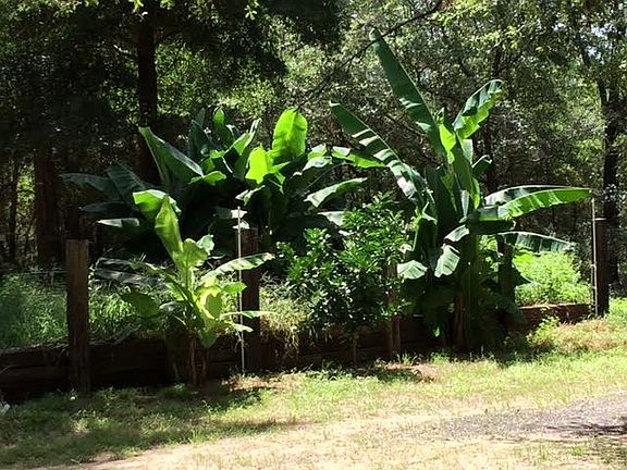 Fruit Trees