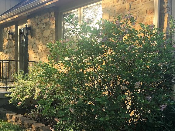 Variety of shrubs & flowers