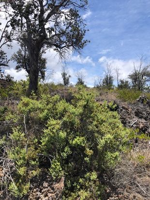 Trade Wind Blvd Lot 17, Ocean View, HI 96737
