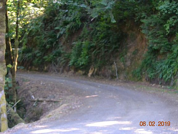 Tree covered driveway