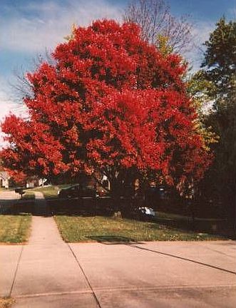 Mature tree in front