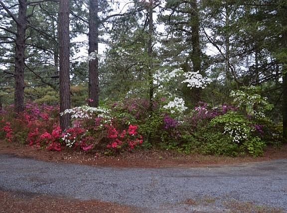 Driveway with flowers