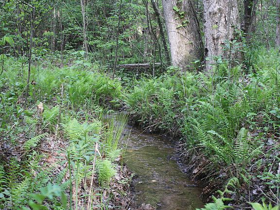 Small creek feed by spring.