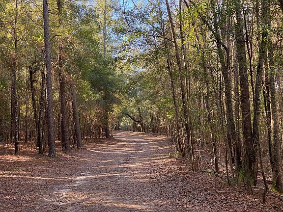<p>Mature oaks and pines line the entry road to the cabin</p>